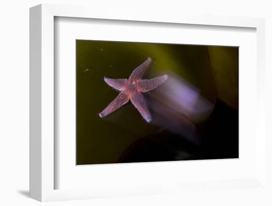 Common Starfish (Asterias Rubens) Moving, Saltstraumen, Bod?, Norway, October 2008-Lundgren-Framed Photographic Print