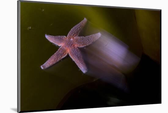 Common Starfish (Asterias Rubens) Moving, Saltstraumen, Bod?, Norway, October 2008-Lundgren-Mounted Photographic Print