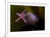 Common Starfish (Asterias Rubens) Moving, Saltstraumen, Bod?, Norway, October 2008-Lundgren-Framed Photographic Print