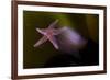 Common Starfish (Asterias Rubens) Moving, Saltstraumen, Bod?, Norway, October 2008-Lundgren-Framed Photographic Print