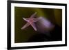 Common Starfish (Asterias Rubens) Moving, Saltstraumen, Bod?, Norway, October 2008-Lundgren-Framed Photographic Print