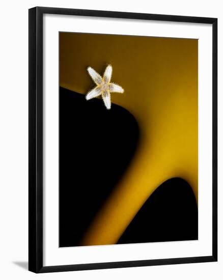 Common Starfish (Asterias Rubens) on Kelp (Laminaria Sp) Smögen, Bohuslan Sweden, May-Lundgren-Framed Photographic Print