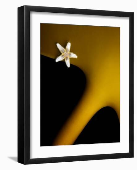 Common Starfish (Asterias Rubens) on Kelp (Laminaria Sp) Smögen, Bohuslan Sweden, May-Lundgren-Framed Photographic Print