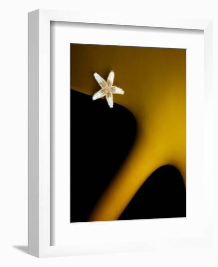 Common Starfish (Asterias Rubens) on Kelp (Laminaria Sp) Smögen, Bohuslan Sweden, May-Lundgren-Framed Photographic Print