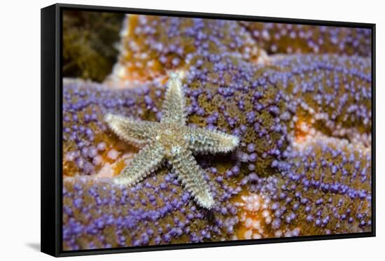 Common Starfish (Asterias Rubens) Saltstraumen, Bodø, Norway, October 2008-Lundgren-Framed Stretched Canvas