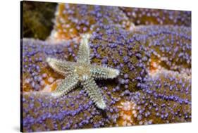 Common Starfish (Asterias Rubens) Saltstraumen, Bodø, Norway, October 2008-Lundgren-Stretched Canvas