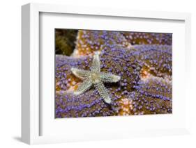 Common Starfish (Asterias Rubens) Saltstraumen, Bodø, Norway, October 2008-Lundgren-Framed Photographic Print