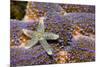 Common Starfish (Asterias Rubens) Saltstraumen, Bodø, Norway, October 2008-Lundgren-Mounted Photographic Print