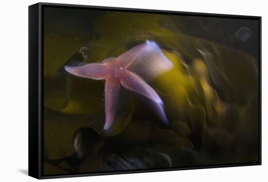Common Starfish (Asterias Rubens) Swimming, Saltstraumen, Bod?, Norway, October 2008-Lundgren-Framed Stretched Canvas