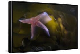 Common Starfish (Asterias Rubens) Swimming, Saltstraumen, Bod?, Norway, October 2008-Lundgren-Framed Stretched Canvas