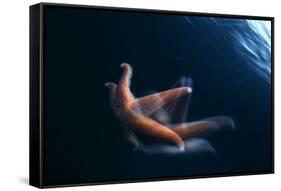 Common Starfish (Asterias Rubens) Swimming, Saltstraumen, Bod?, Norway, October 2008-Lundgren-Framed Stretched Canvas