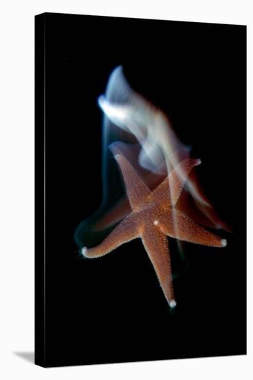 Common Starfish (Asterias Rubens) Swimming, Saltstraumen, Bod?, Norway, October 2008-Lundgren-Stretched Canvas