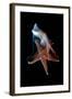 Common Starfish (Asterias Rubens) Swimming, Saltstraumen, Bod?, Norway, October 2008-Lundgren-Framed Premium Photographic Print