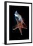 Common Starfish (Asterias Rubens) Swimming, Saltstraumen, Bod?, Norway, October 2008-Lundgren-Framed Premium Photographic Print