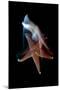 Common Starfish (Asterias Rubens) Swimming, Saltstraumen, Bod?, Norway, October 2008-Lundgren-Mounted Premium Photographic Print