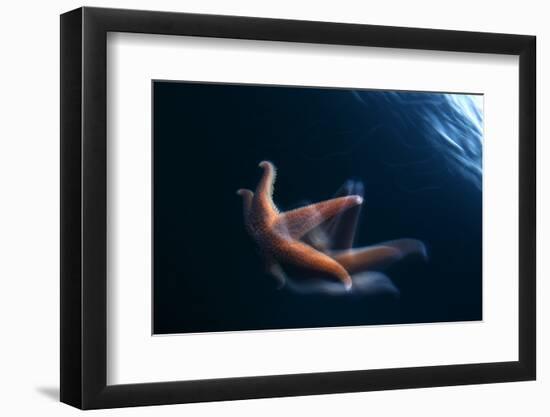 Common Starfish (Asterias Rubens) Swimming, Saltstraumen, Bod?, Norway, October 2008-Lundgren-Framed Premium Photographic Print