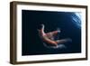 Common Starfish (Asterias Rubens) Swimming, Saltstraumen, Bod?, Norway, October 2008-Lundgren-Framed Photographic Print