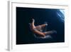 Common Starfish (Asterias Rubens) Swimming, Saltstraumen, Bod?, Norway, October 2008-Lundgren-Framed Photographic Print