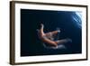 Common Starfish (Asterias Rubens) Swimming, Saltstraumen, Bod?, Norway, October 2008-Lundgren-Framed Photographic Print