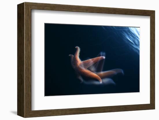 Common Starfish (Asterias Rubens) Swimming, Saltstraumen, Bod?, Norway, October 2008-Lundgren-Framed Photographic Print