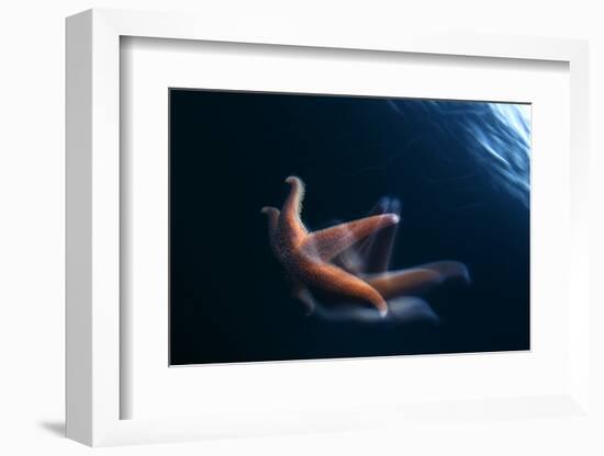 Common Starfish (Asterias Rubens) Swimming, Saltstraumen, Bod?, Norway, October 2008-Lundgren-Framed Photographic Print