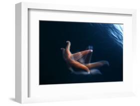 Common Starfish (Asterias Rubens) Swimming, Saltstraumen, Bod?, Norway, October 2008-Lundgren-Framed Photographic Print