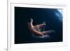 Common Starfish (Asterias Rubens) Swimming, Saltstraumen, Bod?, Norway, October 2008-Lundgren-Framed Photographic Print