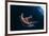 Common Starfish (Asterias Rubens) Swimming, Saltstraumen, Bod?, Norway, October 2008-Lundgren-Framed Photographic Print