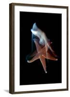 Common Starfish (Asterias Rubens) Swimming, Saltstraumen, Bod?, Norway, October 2008-Lundgren-Framed Photographic Print