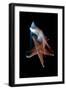 Common Starfish (Asterias Rubens) Swimming, Saltstraumen, Bod?, Norway, October 2008-Lundgren-Framed Photographic Print