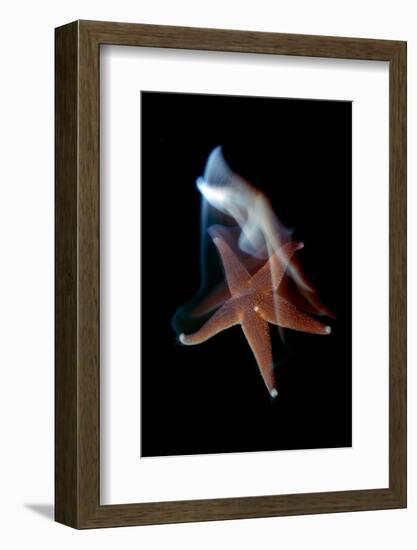 Common Starfish (Asterias Rubens) Swimming, Saltstraumen, Bod?, Norway, October 2008-Lundgren-Framed Photographic Print