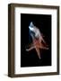 Common Starfish (Asterias Rubens) Swimming, Saltstraumen, Bod?, Norway, October 2008-Lundgren-Framed Photographic Print