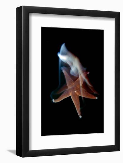 Common Starfish (Asterias Rubens) Swimming, Saltstraumen, Bod?, Norway, October 2008-Lundgren-Framed Photographic Print