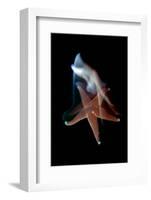 Common Starfish (Asterias Rubens) Swimming, Saltstraumen, Bod?, Norway, October 2008-Lundgren-Framed Photographic Print