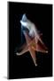 Common Starfish (Asterias Rubens) Swimming, Saltstraumen, Bod?, Norway, October 2008-Lundgren-Mounted Photographic Print