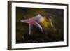 Common Starfish (Asterias Rubens) Swimming, Saltstraumen, Bod?, Norway, October 2008-Lundgren-Framed Photographic Print