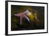 Common Starfish (Asterias Rubens) Swimming, Saltstraumen, Bod?, Norway, October 2008-Lundgren-Framed Photographic Print