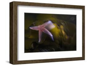 Common Starfish (Asterias Rubens) Swimming, Saltstraumen, Bod?, Norway, October 2008-Lundgren-Framed Photographic Print