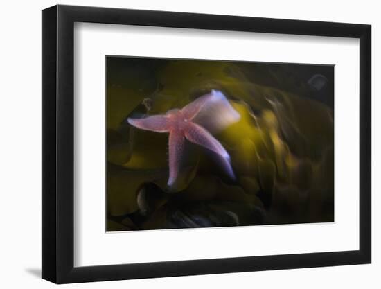 Common Starfish (Asterias Rubens) Swimming, Saltstraumen, Bod?, Norway, October 2008-Lundgren-Framed Photographic Print