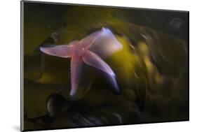 Common Starfish (Asterias Rubens) Swimming, Saltstraumen, Bod?, Norway, October 2008-Lundgren-Mounted Photographic Print