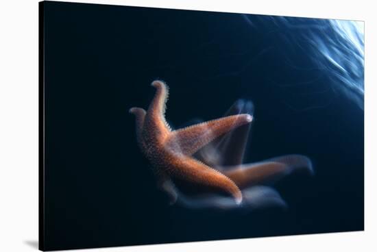 Common Starfish (Asterias Rubens) Swimming, Saltstraumen, Bod?, Norway, October 2008-Lundgren-Stretched Canvas