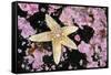 Common starfish, Farne Islands, Northumberland, UK-Alex Mustard-Framed Stretched Canvas