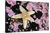 Common starfish, Farne Islands, Northumberland, UK-Alex Mustard-Stretched Canvas