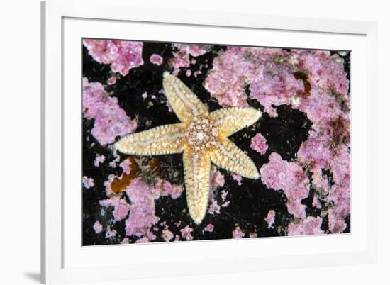 Common starfish, Farne Islands, Northumberland, UK-Alex Mustard-Framed Photographic Print