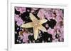 Common starfish, Farne Islands, Northumberland, UK-Alex Mustard-Framed Photographic Print