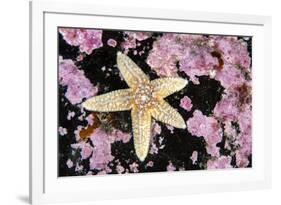 Common starfish, Farne Islands, Northumberland, UK-Alex Mustard-Framed Photographic Print