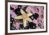 Common starfish, Farne Islands, Northumberland, UK-Alex Mustard-Framed Photographic Print