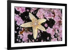 Common starfish, Farne Islands, Northumberland, UK-Alex Mustard-Framed Photographic Print