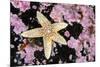 Common starfish, Farne Islands, Northumberland, UK-Alex Mustard-Mounted Photographic Print