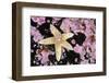 Common starfish, Farne Islands, Northumberland, UK-Alex Mustard-Framed Photographic Print